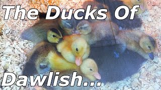 The Dawlish Ducks - 05/04/22