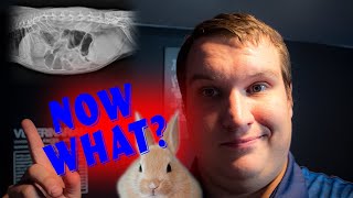 GI stasis in Rabbits, How to prepare, how to treat, What you need to know about GI stasis #Rabbits