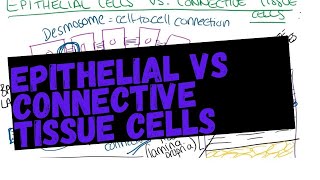 Epithelial vs connective tissue, basal lamina