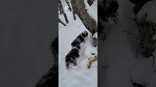 AUSSIE PUPS - NOKI AND NAULI NAJA #australianshepherds #adventure #puppies #dog #nature #snow #fun