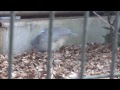 2014年1月2日 野毛山動物園 カグー