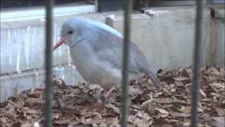 2014年1月2日 野毛山動物園 カグー