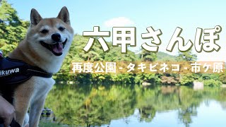 【犬とお出かけvlog】暑い夏には山の中へ 六甲さんぽ（兵庫）