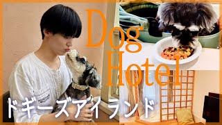 🐶【1泊8万円⁉️】ドギーズアイランドが最高すぎた…