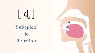 [ ɖ ] voiced unaspirated subapical retroflex stop