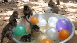 Baby Monkeys Playing Water Balloons | Animals BALLOON POP SURPRISE TOYS CHALLENGE