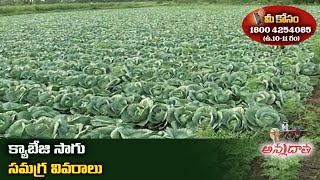 Cultivation Tips for Cabbage  | క్యాబేజి సాగు వివరాలు