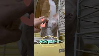 【チンチラ】カイカイが足りないなぁ〜😧 #animal #chinchilla #shorts #チンチラ #動物