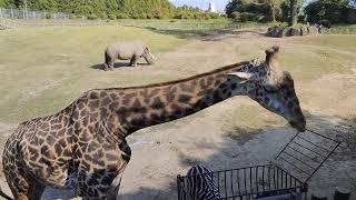 キリン　きりん　giraffe　平川動物公園  Hirakawa Zoological Park