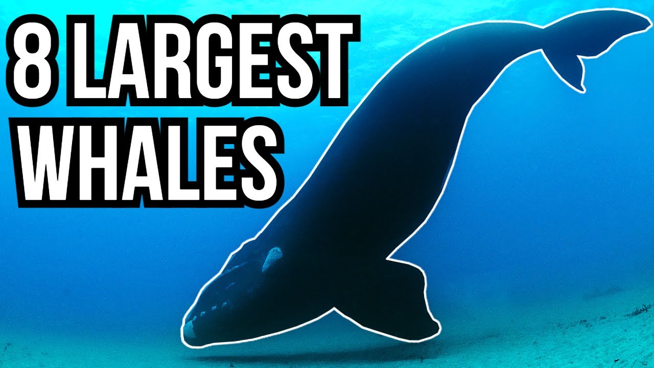 8 Of The Largest Whales In The World - YouTube