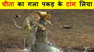 जंगल मे जानवरों के बीच हुई घमासान लड़ाई । ANIMALS BATTLE IN JUNGLE