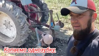 Сімейний влог. Шпільки. Копаємо однозубку, врожай не дуже.16.06.2025