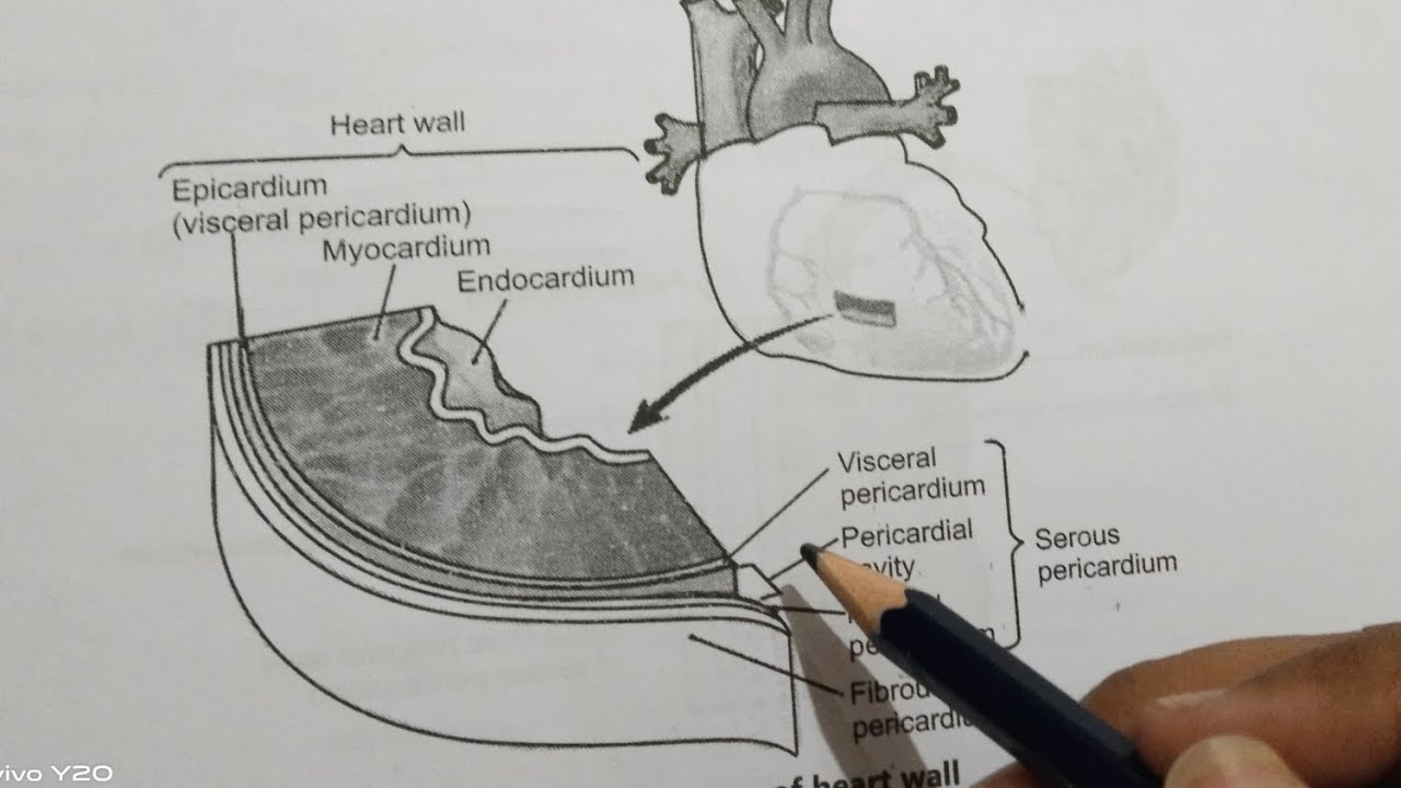 Cardiovascular System (part 2) @pharma_in_marathi #bpharm_1st_semester ...