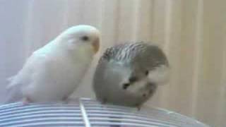 Budgies in Love Grooming, Preening