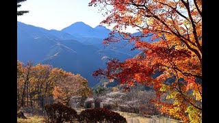 8K HDR 群馬 桜山(名勝) 冬桜と紅葉の競演 Gumna, Sakurayama(Scenic Beauty) Sakura and Autum Leaves