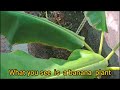 ඕමාන් වල මගේ පුංචි ගෙවත්තෙ වගාව my little garden in oman simple life with avishka