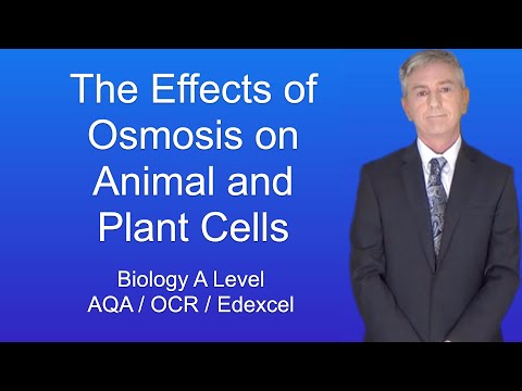 Which structure can prevent a plant cell from bursting when it gains water by osmosis?
