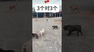 狗狗不打没把握的仗# #搞笑 #shorts