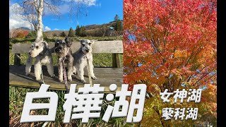 【犬３ぴきと長野旅】ハイエースキャンピングカーで行き当たりばったり 白樺湖 女神湖 蓼科湖 憧れのビーナスラインを走る 長野県最高すぎた