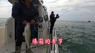 舟山海域鱸魚泛濫，這個季节一不小心就爆箱，這樣釣魚不上癮才怪