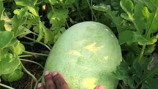 Watermelon 3 Harvesting Signs! Universal!