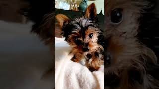 tiny yorkie puppy is only 1.6 lbs #shorts #yorkies