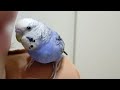 【♫小鳥はとっても歌が好き～♪】インコと一緒にお歌をうたうとこうなります…www🐦🎶【セキセイインコ】