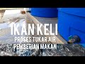 Penternakan Ikan Keli