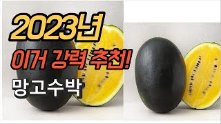 2023년 가성비 대박 망고수박 제품 추천순위 TOP10