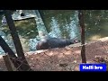 ಮಂಗಳೂರಿನ ಪ್ರಾಣಿ ಸಂಗ್ರಾಲಯ 2023 pilikula zoo mangalore kannada vlog