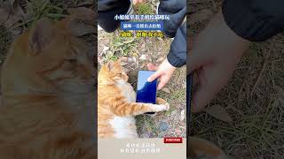 小姐姐拿着手机给猫咪玩，猫咪一直推出去拒绝，猫味：谢谢，我不玩 #cuteanimal #cat #cute #pets