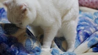 オス猫らしい力強いふみふみ【猫のマウンティング】スコティッシュフォールド