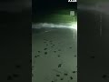 Baby Sea Turtles Returned to Ocean After Getting Lost in the Dark 🐢