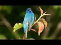 indigo bunting song call sounds bird