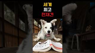 세계 최고 천재견 #애완동물 #pets #기네스북