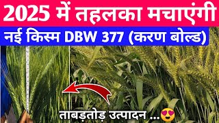 नई किस्म (करण बोल्ड) new wheat variety 2025 | gehu ki new variety 2025 | wheat farming