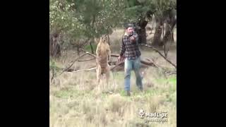 Funny dubbing boxing kangaroo