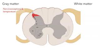 Functional anatomy of spinal cord