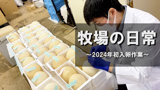 2024年初の入卵作業をします【美里オーストリッチファーム】#ダチョウの卵