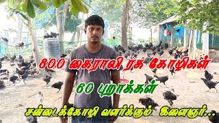 KAIRALI KOLI VALARPU | கைராலி கோழி வளர்ப்பு | மேய்ச்சல் முறையில் | VILLAGE TAMIZHAN