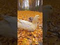 Friendship/ puppy and duck  . A beautiful moment #190 - #shorts