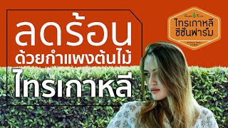 “ลดร้อนด้วยกำแพงต้นไม้ไทรเกาหลี” จาก “ไทรเกาหลี ซีซั่นฟาร์ม” www.ไทรเกาหลี.com