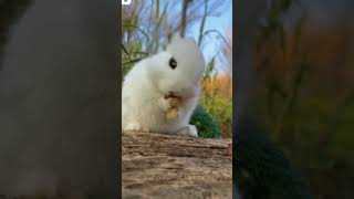 So so cute rabbit #cuterabbit #cutebabyrabbit #cutebunny #cutebabybunnywashingherface #shorts #viral