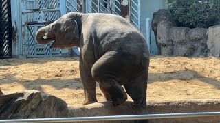 第22回 アルン未公開映像【上野動物園】