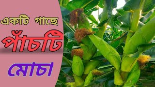 এক গাছে পাঁচটি ভুট্ট | সঠিক নিয়মে ভুট্টা চাষে অধিক ফলন | #ভুট্টা