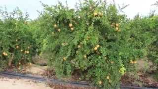 Cultivation valenciana pomegranate Mollar group orchard in Elche