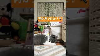 もちゃの日記「何か見つけた？🔍」#ブリティッシュショートヘア #cutecat #こねこ