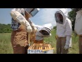 Bee Hive Health Check