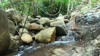 Marvelous Birdsong, Bubbling Stream Flowing Over Stones in the Mountains for Sleep