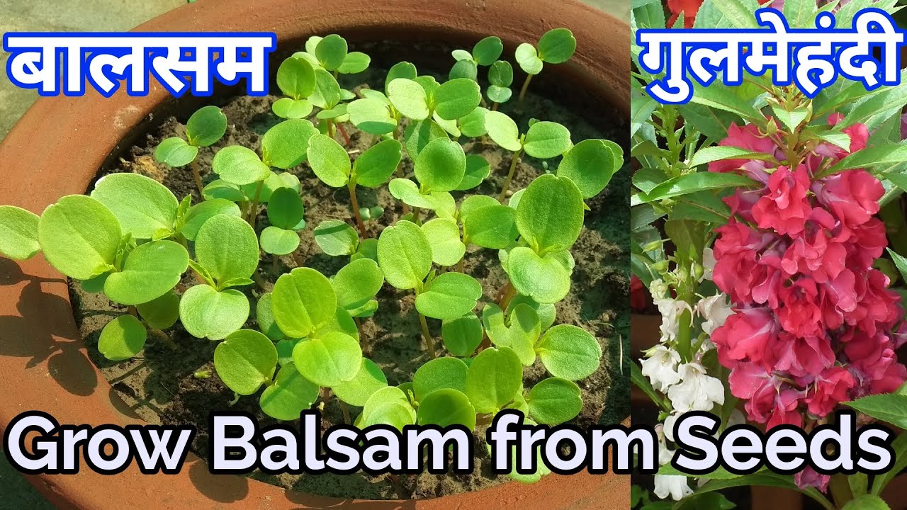 बालसम फ्लावर प्लांट को बीज से उगायें मार्च में /How To Grow Balsam ...